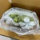 대가포도농원 | 충북 영동군 산지직송[ 수진이네농원 ] 아빠가 키우고 딸이 판매하는 샤인머스캣 후기