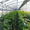 호원농장 이미지