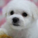 레이지 포 이미지