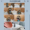 아이펫살롱 이미지