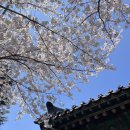 남덕초등학교 | 26.04.02 대구 앞산 벚꽃 상황