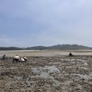 댕댕이 보호구역 | [애견동반] 반려생활 애견동반(댕댕이) 갯벌체험