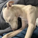 이웃집 멍 이미지