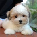 미유펫 강아지고양이 구미점 이미지