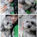 누렁이도 찰스로 이미지