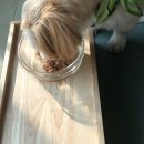 광주다온동물병원 이미지