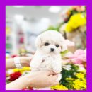 보성이탈리안그레이하운드 | 보성강아지무료분양 이탈리안그레이하운드