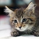 서울고양이분양 묘연 이미지