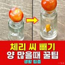 체리씨 티스토리