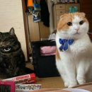 솜방망이 이미지