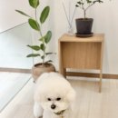 아띠아몽 이미지