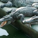 상금농장 이미지