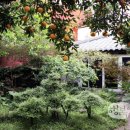 하귤소담 이미지