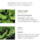 슈가그린헤어 네이버블로그