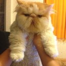 달고양이 이미지