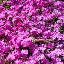 장자호수길 이미지