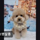 요요펫살롱
