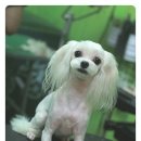 나나네 애견샵 이미지