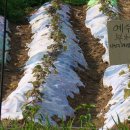 상태농장 이미지