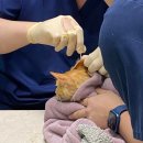 24시 청담우리 동물병원 이미지