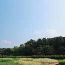 살구쟁이들 네이버블로그
