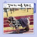 캉캉 | 강아지 여름 원피스 리리몽드 할미캉캉 원피스 착용 내돈내산 후기