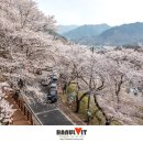 화개십리벚꽃길 이미지
