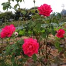 마리아 칼라스 장미 (Maria Callas Rose) - Hybrid Tea - Meilland. 이미지