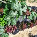 근원농장 이미지