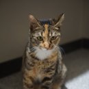 우다닥 고양이호텔 이미지