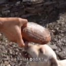 개빵뜯어먹는소리 이미지