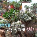 로맨스 다육 이미지