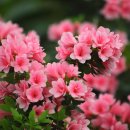 황매산 철쭉제 이미지