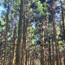 솔오름전망대 | 서귀포오름 솔오름 나에게는 오름보다 산 같은 느낌