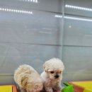 멍멍왕자 야옹공주 이미지