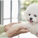 강아지분양 애견입양 아이러브독 수원점 말티푸미니비숑포메 이미지