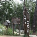 자작나무숲중간 이미지