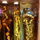 우리산약초 이미지