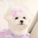 어도러블독 이미지