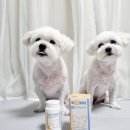 임프로동물병원 이미지