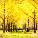 은행나무 이미지