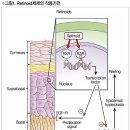 복용 중단 후 3년간 피임·헌혈 금지 '주의' 건선 치료제, 네오티가손 캡슐(Neotigason Cap) 이미지