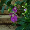 자락길 옹달샘 이미지