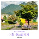 거창허브빌리지 | 경남 거창 가볼만한곳 허브빌리지 라벤더 실시간 6월 나들이 입장료