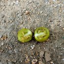 당평초등학교 이미지