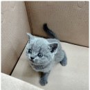 개키우는남자 강아지분양 대구본점 이미지