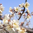 보성농장 이미지