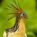 사다새 | 호아친을 어떻게 전시하냐고? - Katherine McLeod