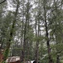 휘게짐 | [휘게포레스트] 강원도 평창 5성급 캠핑장 B존 장단점