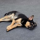 아리's dog 네이버블로그